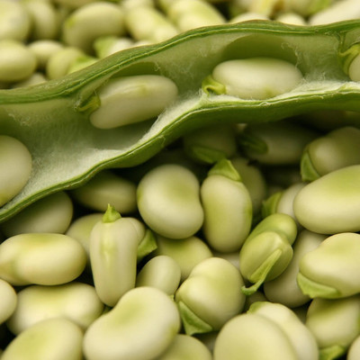 WANCY Broad Bean Fava Bakla Seed(25 per packet)