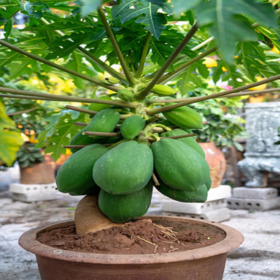the green dotcom red lady papaya f1 hybrid Seed(124 per packet)
