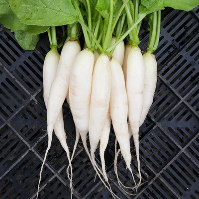 VINTI WHITE ICICLE RADISH Seed(2500 per packet)