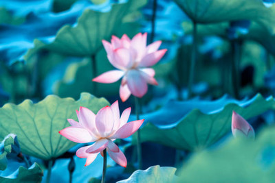 SHUBH LAXMI lotus,kamal gatta Seed(11 per packet)