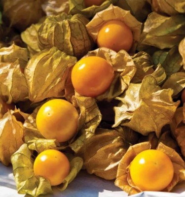 Quentova Cape Gooseberry Seeds, Fruit Seed(50 per packet)