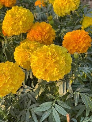 Greenfall High-Quality Hybrid Marigold Seeds - 150 Seeds Per Pack Seed(200 per packet)