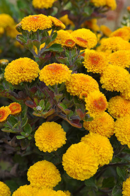 Top aam ka beej marigold/gende ka phool flower seeds Seed(50 per packet)