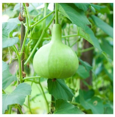 UGRA Round Bottle Gourd, Ghiya Seed(20 per packet)