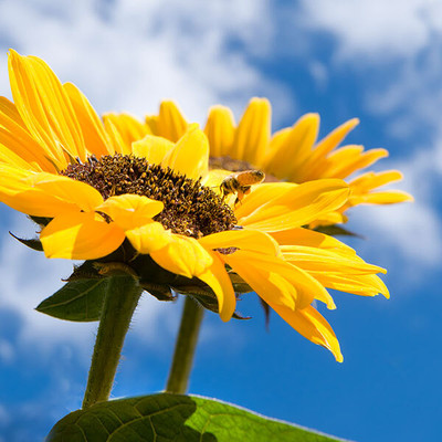 Mozette Exotic sunflower Seed(42 per packet)