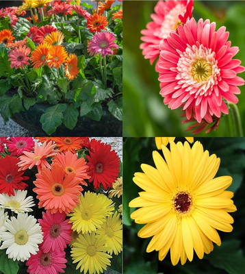 ibains Gerbera seeds all colours beez 12 Seed(12 per packet)