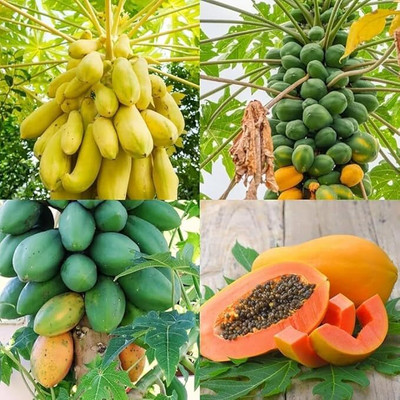isarkars ™ Taiwan Red Lady 786 Hybid Papaya Seeds Hybrid Seed(150 per packet)