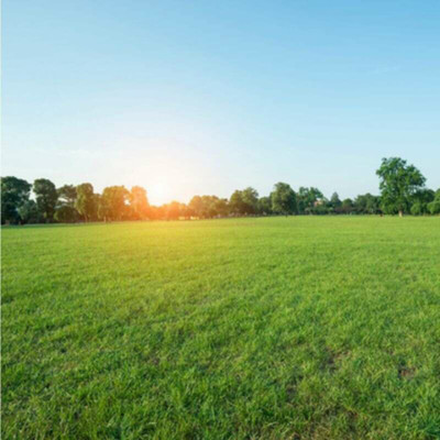 naturehils Bermuda Carpet Grass Seeds, Lawn Grass Seeds, F1 Hybird Playgraund Grass Seed(11000 per packet)