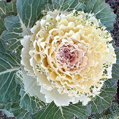 WILLVINE SCI -X Ornamental Kale Flowering Cabbage [5g] Seed(1500 per packet)