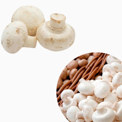 grenfel White Button Mushroom Spawn Seeds (400g) Co2 mushroom seeds suitable for growing Seed(400 g)