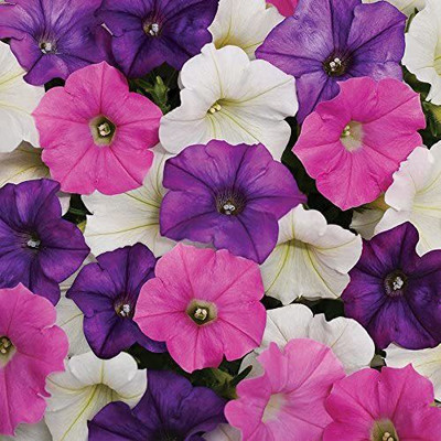 CYBEXIS LX-13 - Shock Wave Spark Mix Petunia - (180 Seeds) Seed(180 per packet)
