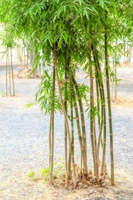 BDSresolve Bamboo seeds for garden PACK OF 59 Seed(59 per packet)