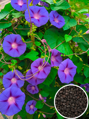 Seedsilk Summer Ipomoea Flower Seed(20 per packet)