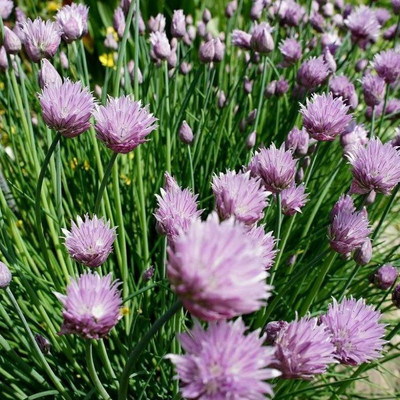 CYBEXIS GBPUT-78 - Chives - (750 Seeds) Seed(750 per packet)