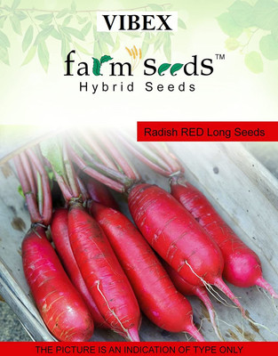 WILLVINE Hybrid Radish RED Long Seeds-(2000 Seeds) Seed(2000 per packet)