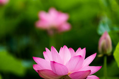 LiveNature lotus,kamal gatta Seed(11 per packet)