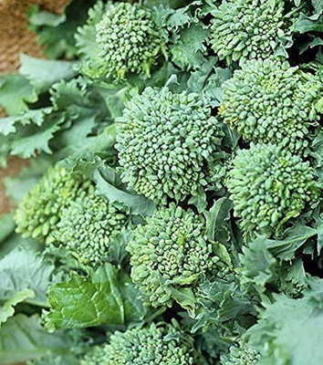 Qualtivate LXI-551 Calabrese Green Broccoli Seeds Seed(200 per packet)