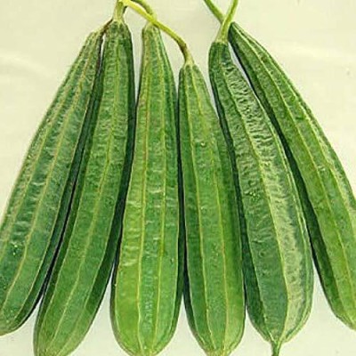 KNESSiN Ridge Gourd Jaipur Long Variety-{400 Seeds} Seed(400 per packet)