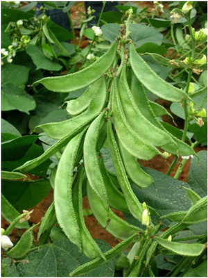 Quentova Improved Sem Phali, Lima Beans-RXI-4R Seed(50 per packet)