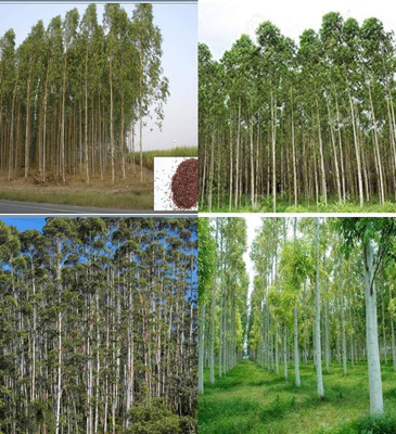 ibains Eucalyptus tree seeds for planting beez 11 Seed(11 per packet)
