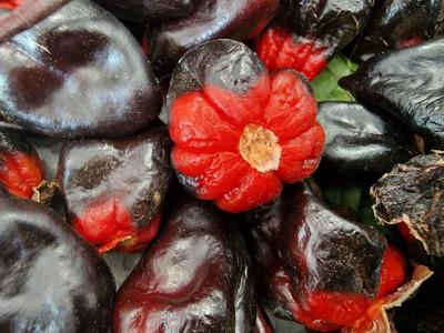 KNESSiN Easy to Grow 7 Pot Purple Mamp Chilli Vegetable Seeds for Garden-(2400 Seeds) Seed(2400 per packet)