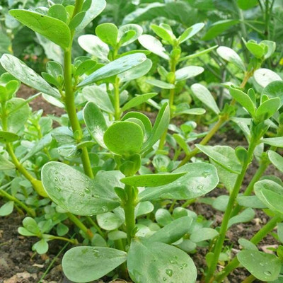 XOLDA Organic kulfa Seed(15 per packet)