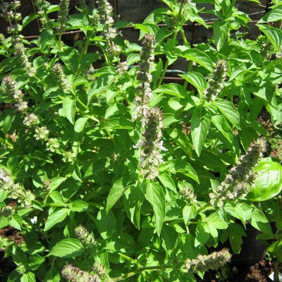 Qualtivate XLL-27 Lemon Basil 'Mrs. Burns' Seed(1000 per packet)