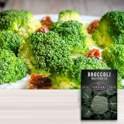 VibeX ® LXI-673 F1 Hybird Broccoli Seeds Seed(200 per packet)