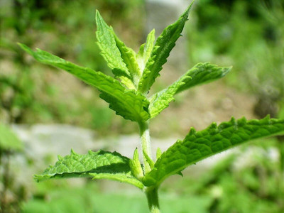 Qualtivate PUAS-1A Spearmint Herb Seeds Seed(200 per packet)