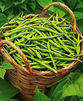 wequality hybrid beans seeds/beans seeds 41 Seed(41 per packet)