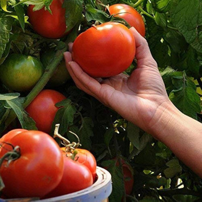 SKDIYA f1 hybrid tomato seeds Seed(170 per packet)