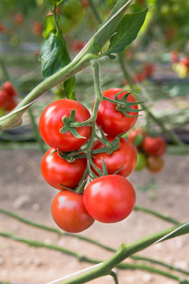 ARYAN EVERGREEN tomato Seed(25 per packet)