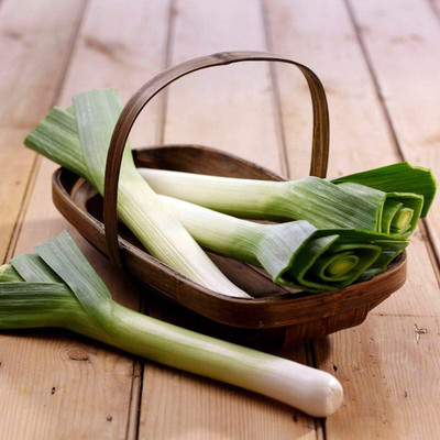 WILLVINE NKR -I Leek Seeds - American Flag Leek [5g] Seed(3000 per packet)