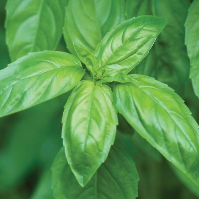 CYBEXIS XL-97 - Basil Sweet Genovese - (1500 Seeds) Seed(1500 per packet)