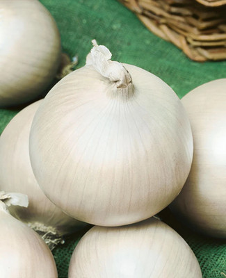 Avysa White Onion Seed(800 per packet)