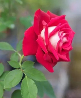 MAA Rose, Flower seeds Seed(55 per packet)