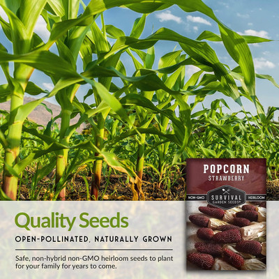 WILLVINE PUSA -VIII Strawberry Popcorn Seed for Planting-[500g] Seed(2000 per packet)