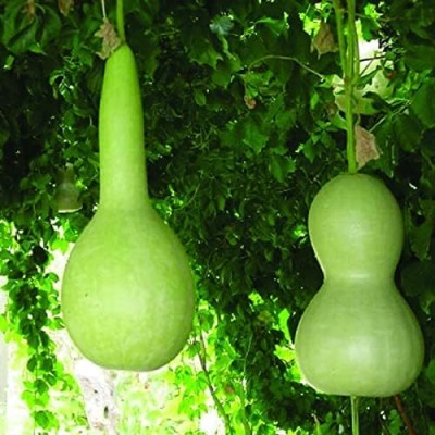 Qualtivate EXL-4AT Bottle Gourd (Lagenaria siceraria) Seed(50 per packet)