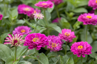 CRGO ZINNIA Seed(30 per packet)