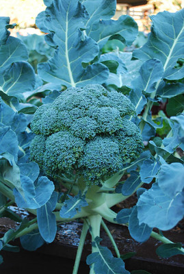 CYBEXIS Broccoli Varieties-'Fiesta'2000 Seeds Seed(2000 per packet)