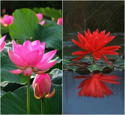LPR LOTUS,KAMAL Seed(30 per packet)