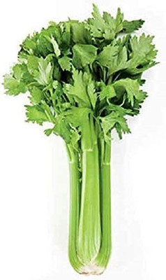 CYBEXIS GUA-32 - Tango Celery - (250 Seeds) Seed(250 per packet)
