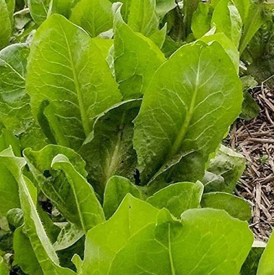 VibeX ® RXI-850 African Cabbage Seeds Seed(200 per packet)