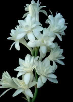 BSARKAR White double hybrid tuberose bulbs Seed(11 per packet)