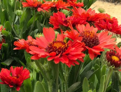 Quentova Gaillardia aristata, Burgundy Seed(40 per packet)