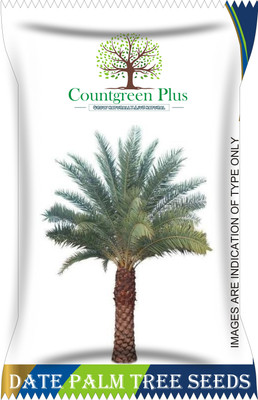 Countgreen Plus Khajoor Palm Tree Seeds Seed(10 per packet)