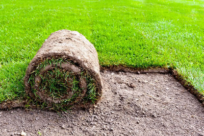 BDSresolve mat grass seeds/Lawn Grass Seeds 3099 Seed(3099 per packet)
