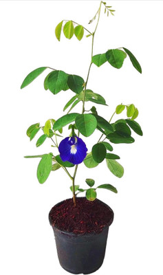 ROSEMERC Butterfly pea,clitoria ternatea aparajitha ( 15 seeds) Seed(15 per packet)