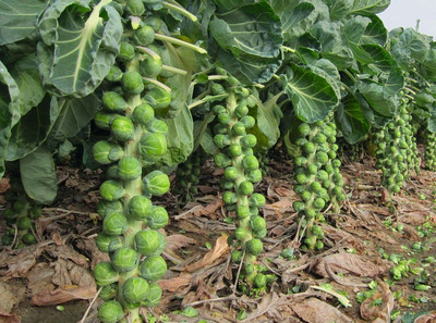 WILLVINE MEH -XI Brussels Sprouts(Long Island Improved) [2.5g] Seed(750 per packet)