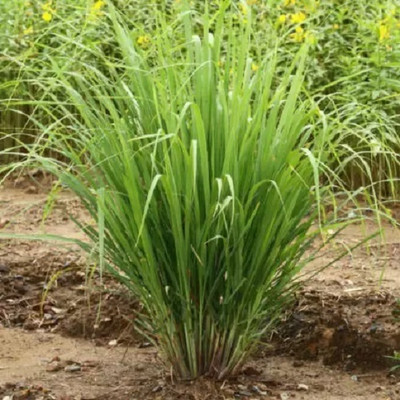 Qualtivate TLX-125 Lemon Grass Cymbopogon Flexuosus Seed(500 per packet)